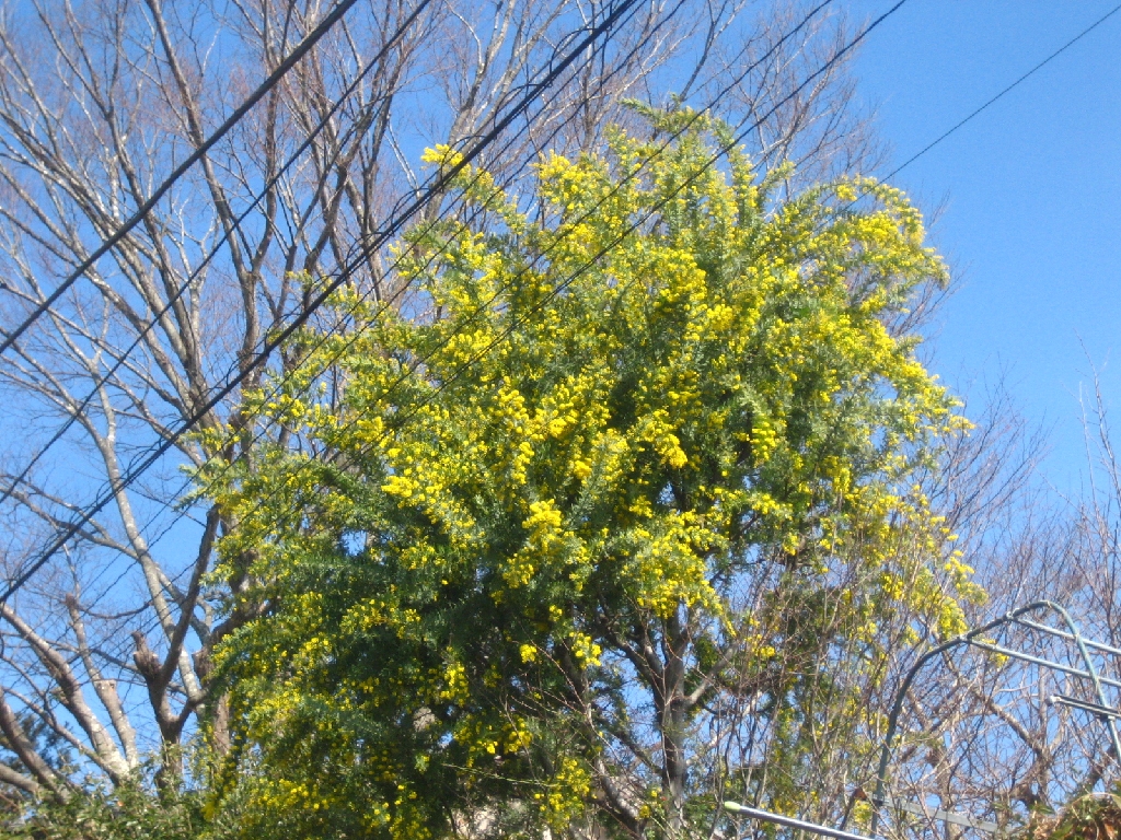mimoza